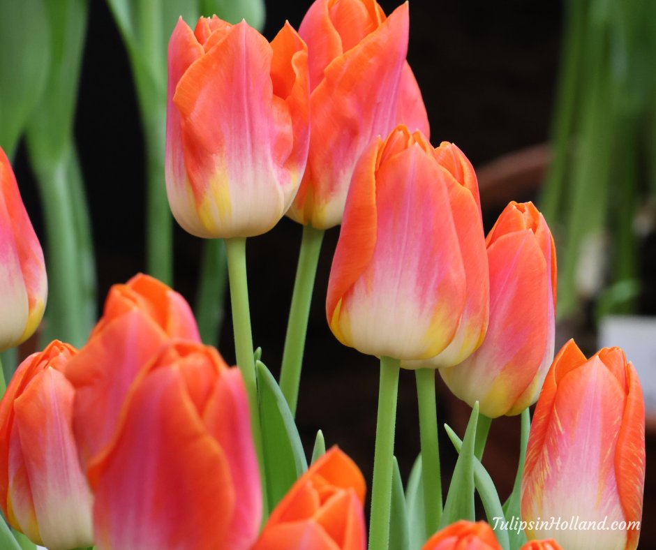 Orange Dynasty Tulip-Triumph-Bright and Cheerful 100 in Box