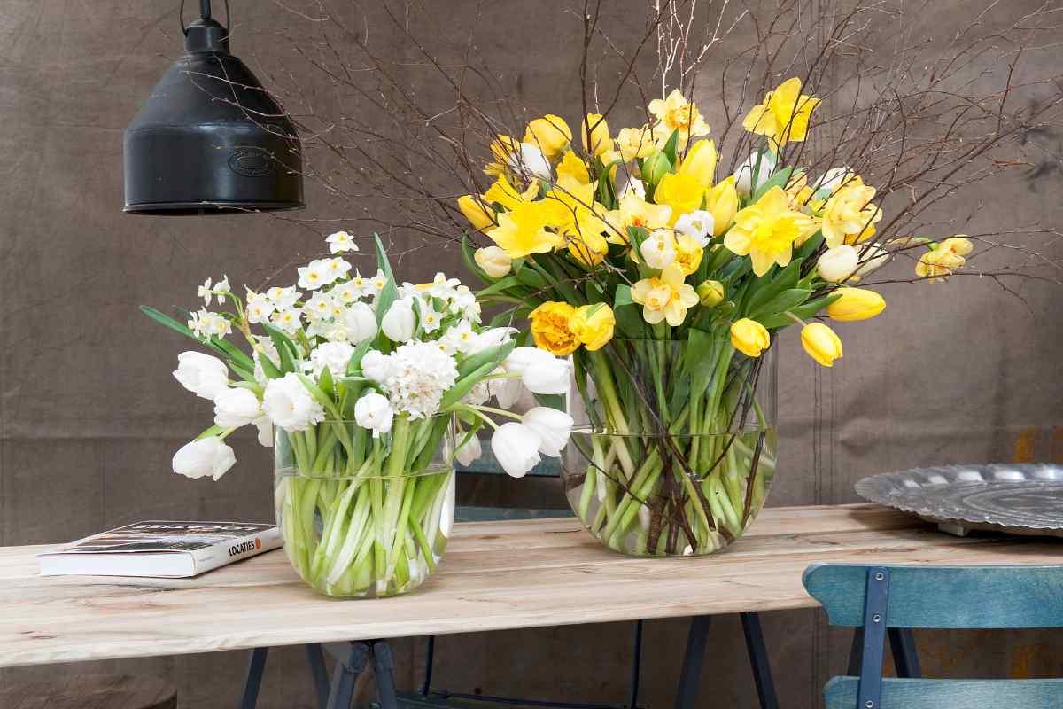 Tulip, Triumph, 'strong Gold', Buttery Yellow - View 11 from www redcrocus com