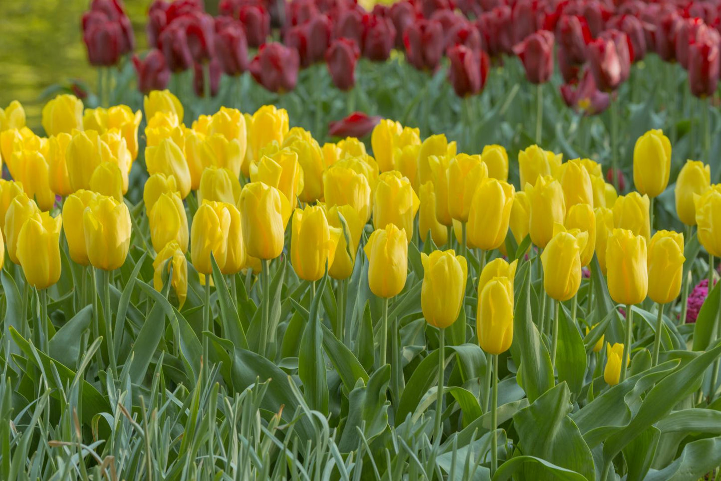 Tulip, Triumph, 'strong Gold', Buttery Yellow - View 12 from www redcrocus com