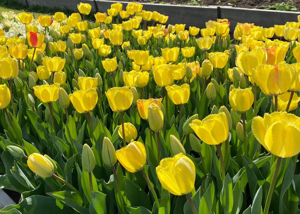 Tulip, Triumph, 'strong Gold', Buttery Yellow - View 13 from www redcrocus com