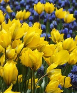 Tulip, Triumph, 'strong Gold', Buttery Yellow - View 15 from www redcrocus com