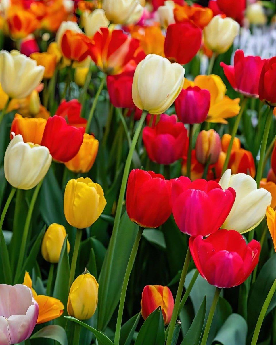 Tulip, Triumph, 'strong Gold', Buttery Yellow - View 19 from www redcrocus com