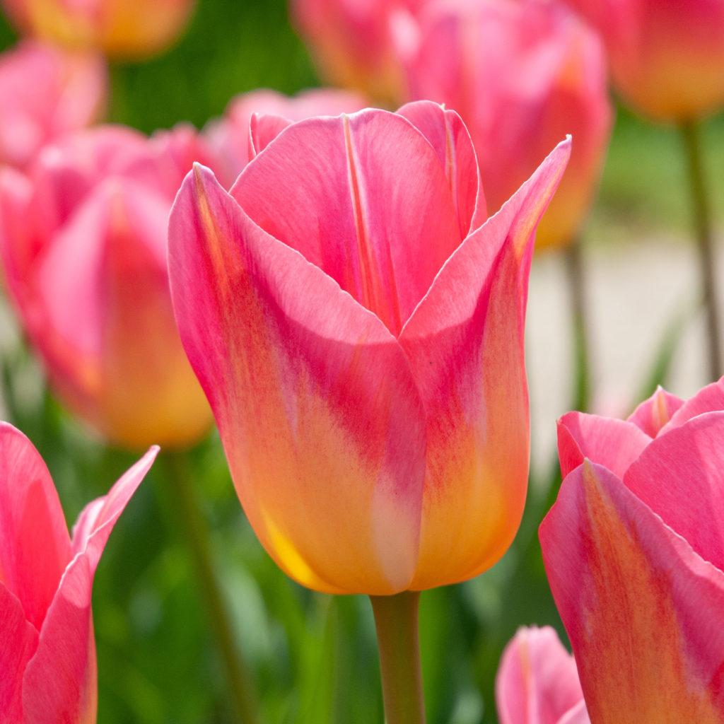 Tulip, Triumph, 'strong Gold', Buttery Yellow - View 20 from www redcrocus com