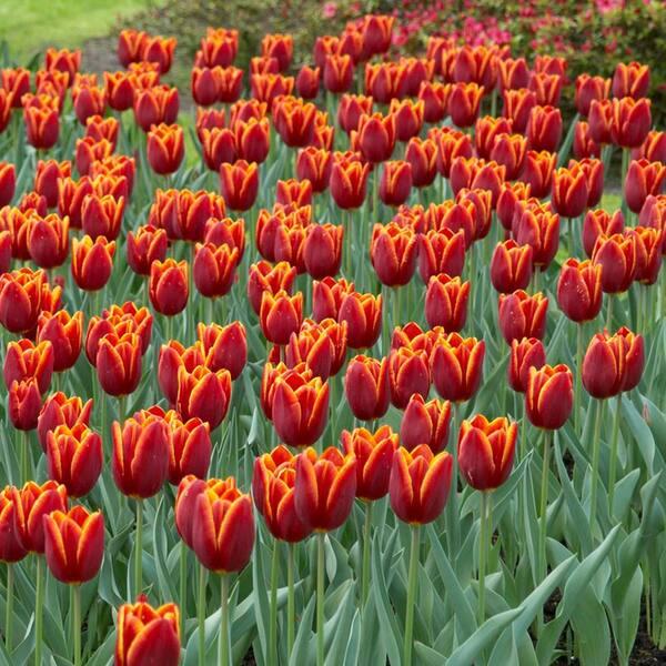 Tulip, Triumph, 'strong Gold', Buttery Yellow - View 21 from www redcrocus com