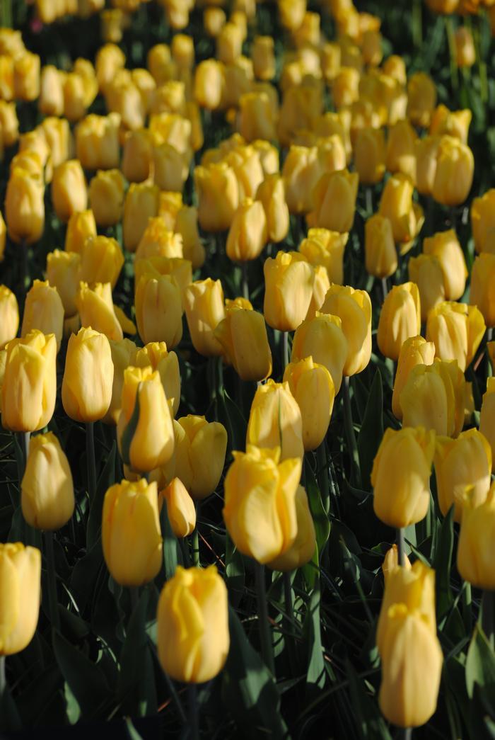 Tulip, Triumph, 'strong Gold', Buttery Yellow - View 3 from www redcrocus com