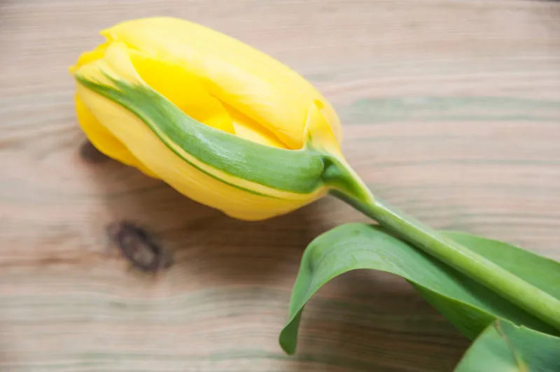 Tulip, Triumph, 'strong Gold', Buttery Yellow - View 8 from www redcrocus com