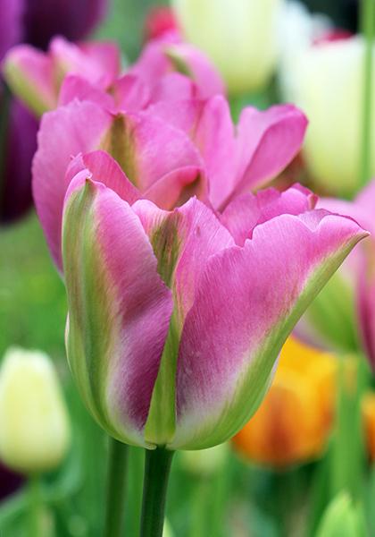 Tulip, Viridiflora, 'greenland', Pbulbs Ink And Green - View 12 from www redcrocus com