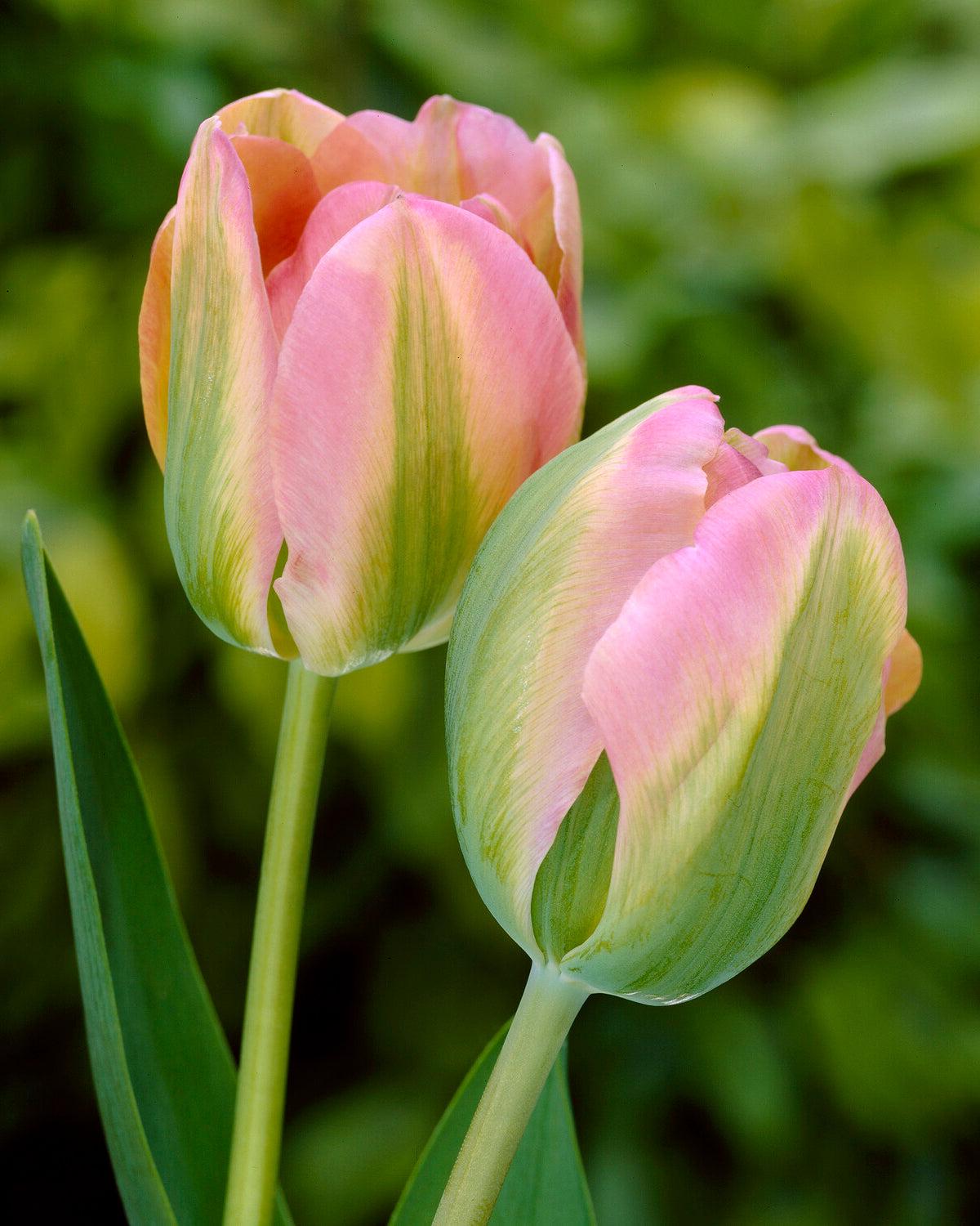 Tulip, Viridiflora, 'greenland', Pbulbs Ink And Green - View 16 from www redcrocus com