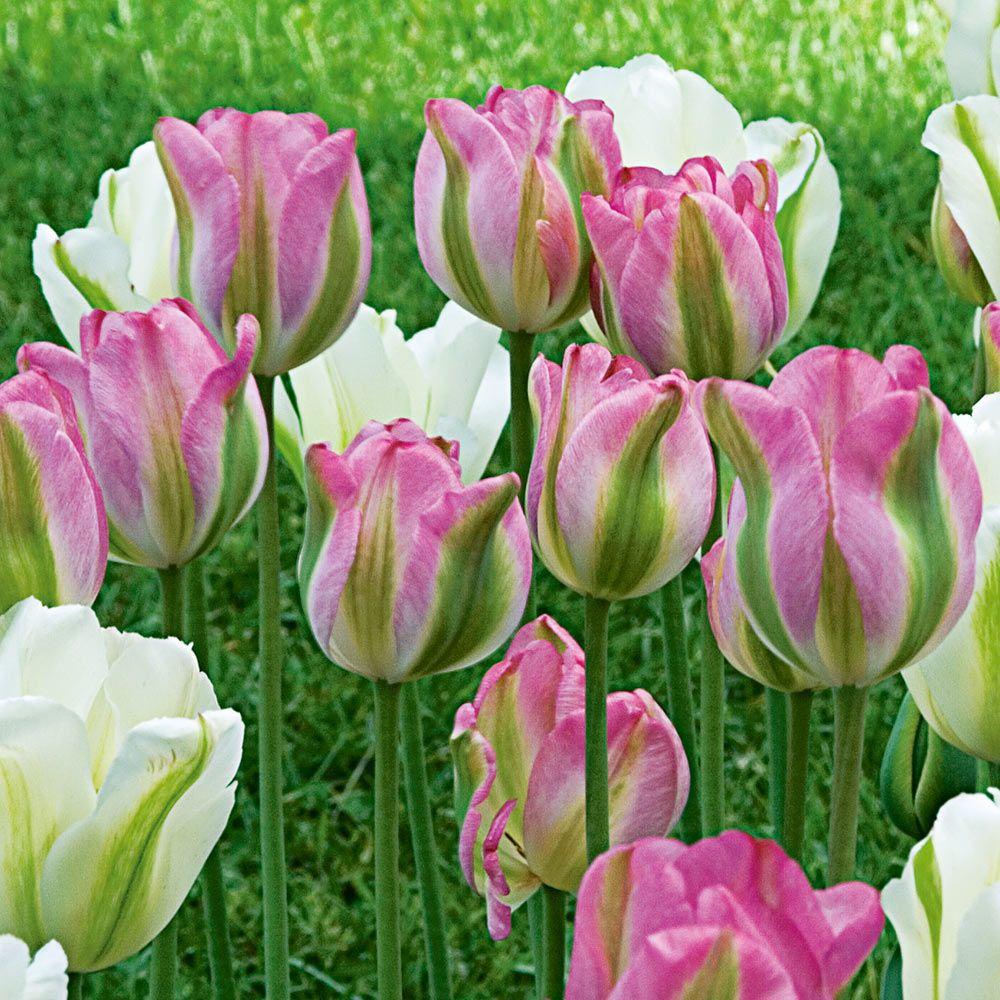 Tulip, Viridiflora, 'greenland', Pbulbs Ink And Green - View 18 from www redcrocus com