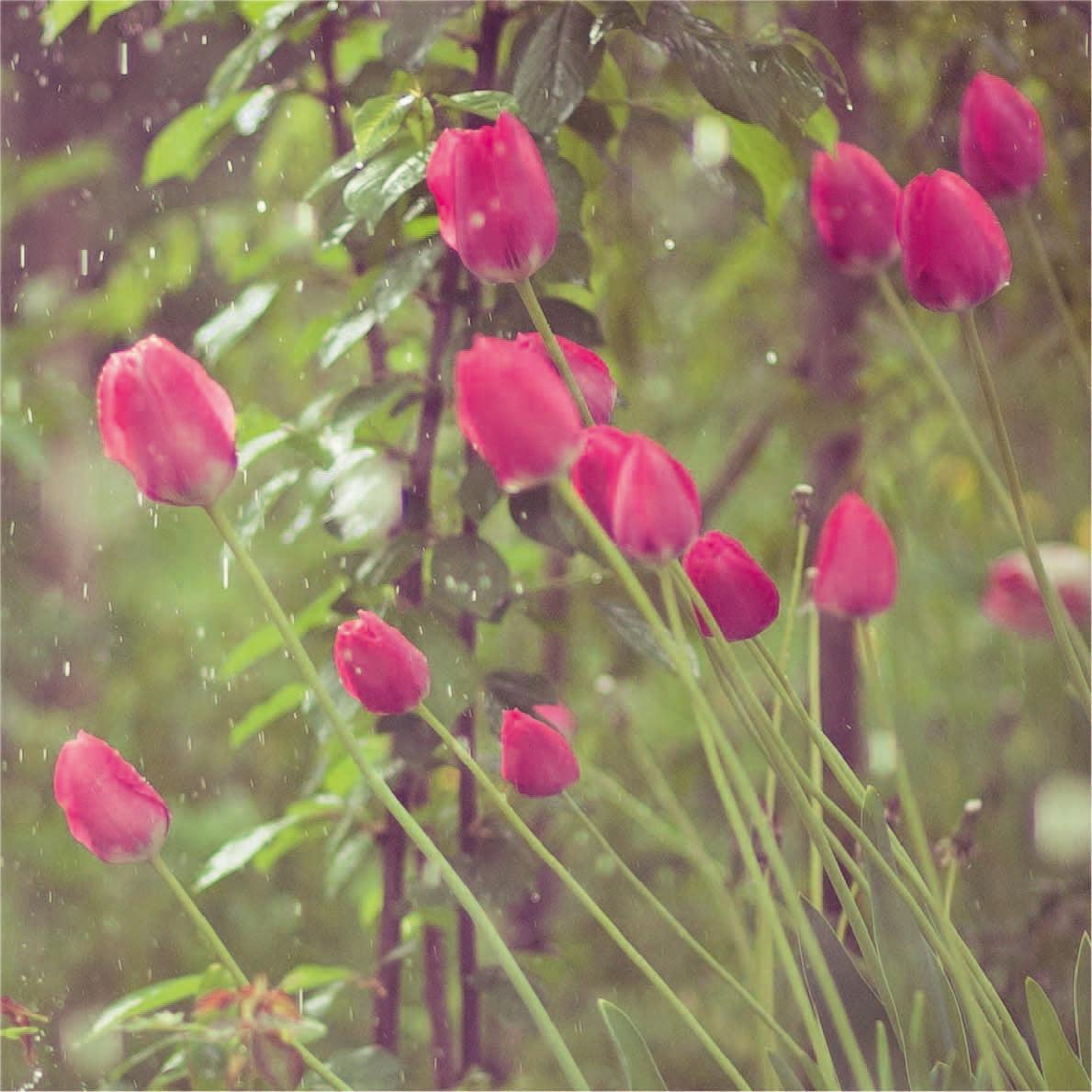 Tulip, Viridiflora, 'greenland', Pbulbs Ink And Green - View 19 from www redcrocus com