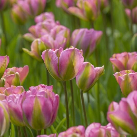 Tulip, Viridiflora, 'greenland', Pbulbs Ink And Green - View 1 from www redcrocus com