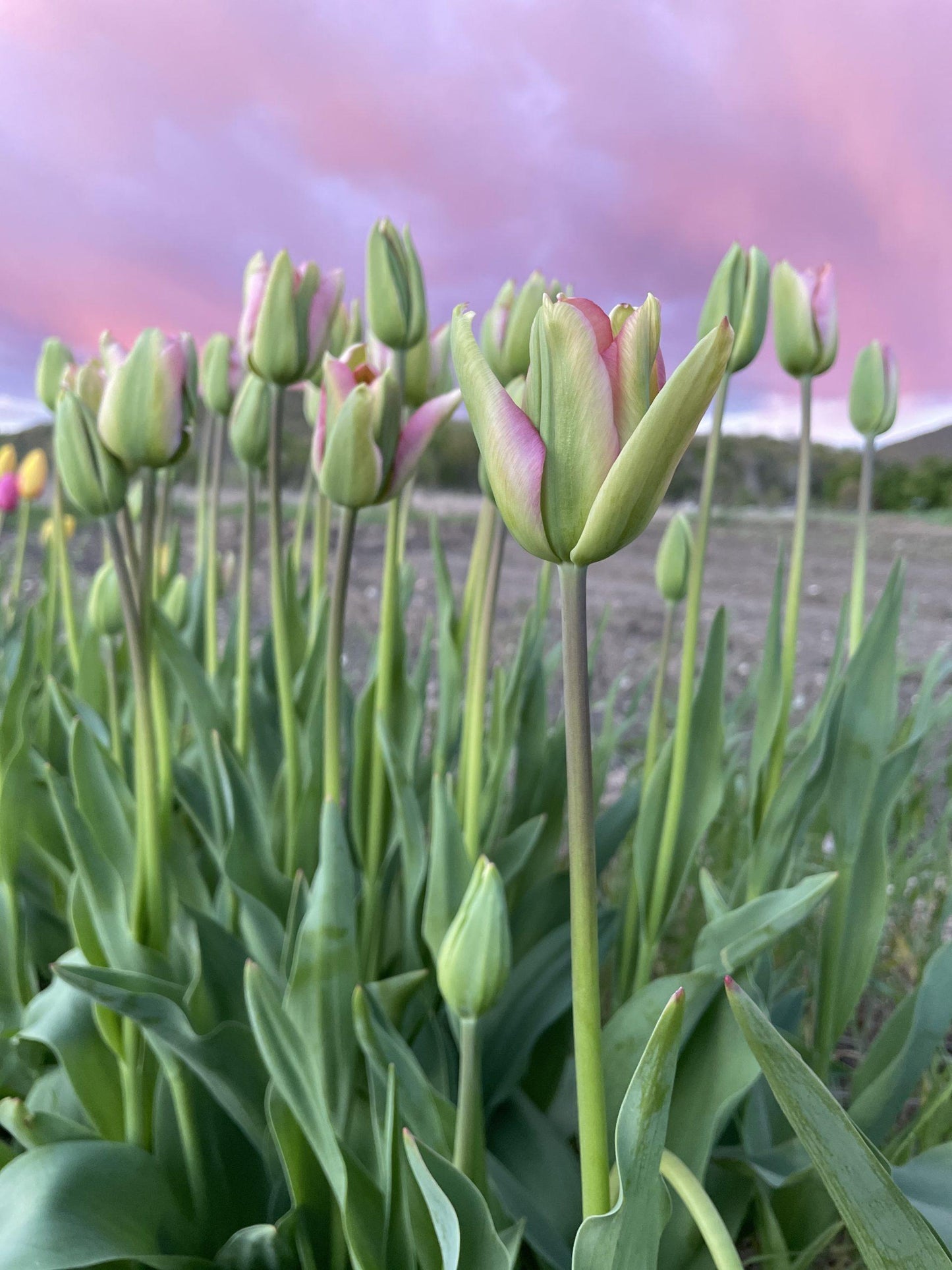 Tulip, Viridiflora, 'greenland', Pbulbs Ink And Green - View 2 from www redcrocus com