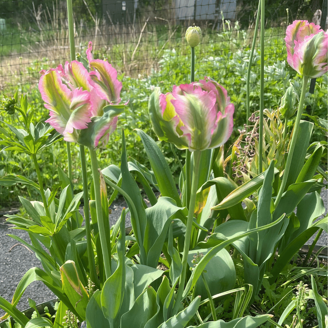 Tulip, Viridiflora, 'greenland', Pbulbs Ink And Green - View 4 from www redcrocus com