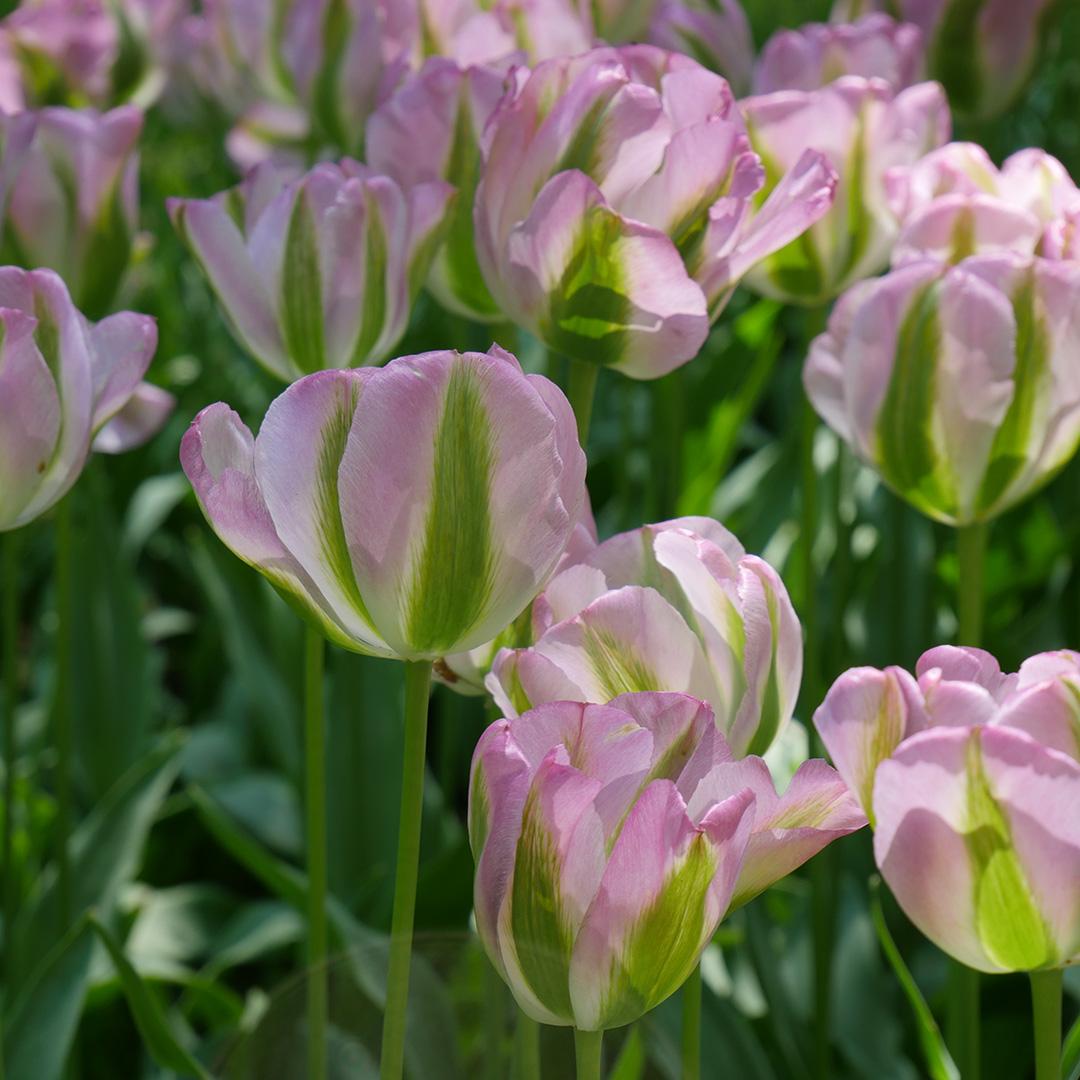 Tulip, Viridiflora, 'greenland', Pbulbs Ink And Green - View 5 from www redcrocus com