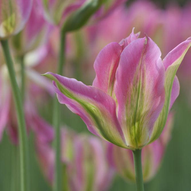 Tulip, Viridiflora, 'greenland', Pbulbs Ink And Green - View 7 from www redcrocus com