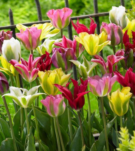 Tulip, Viridiflora, 'greenland', Pbulbs Ink And Green - View 8 from www redcrocus com