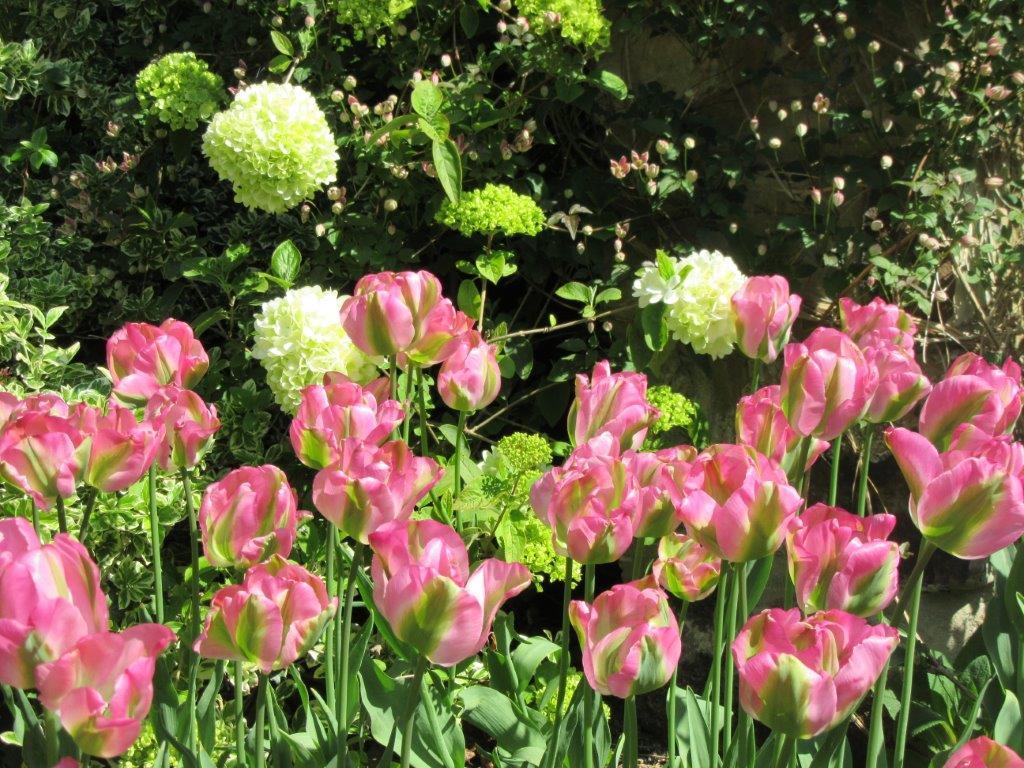 Tulip, Viridiflora, 'greenland', Pbulbs Ink And Green - View 9 from www redcrocus com