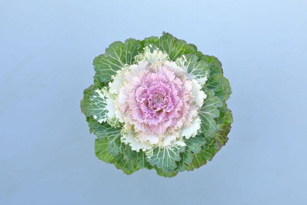 Cabbage Osaka Iq White - View 10 from www redcrocus com