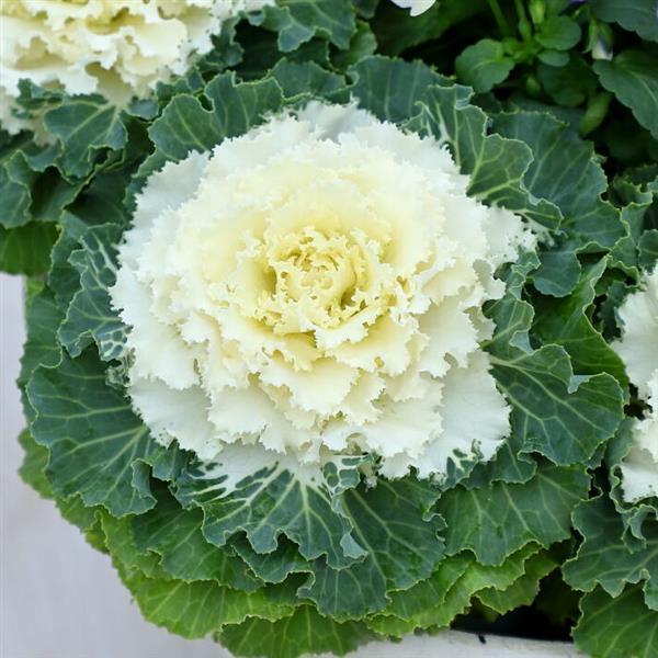 Cabbage Osaka Iq White - View 11 from www redcrocus com