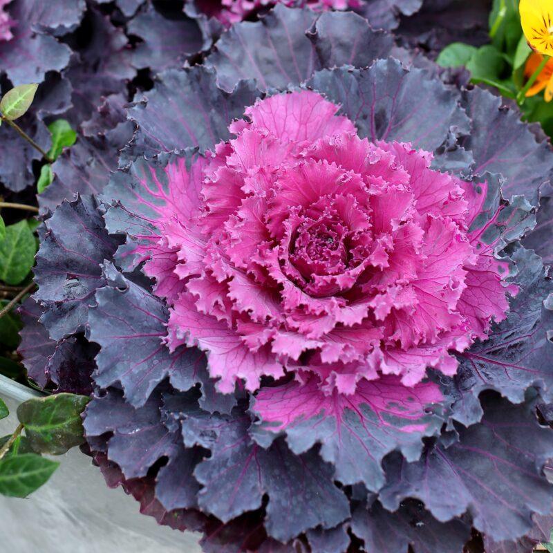 Cabbage Osaka Iq White - View 12 from www redcrocus com