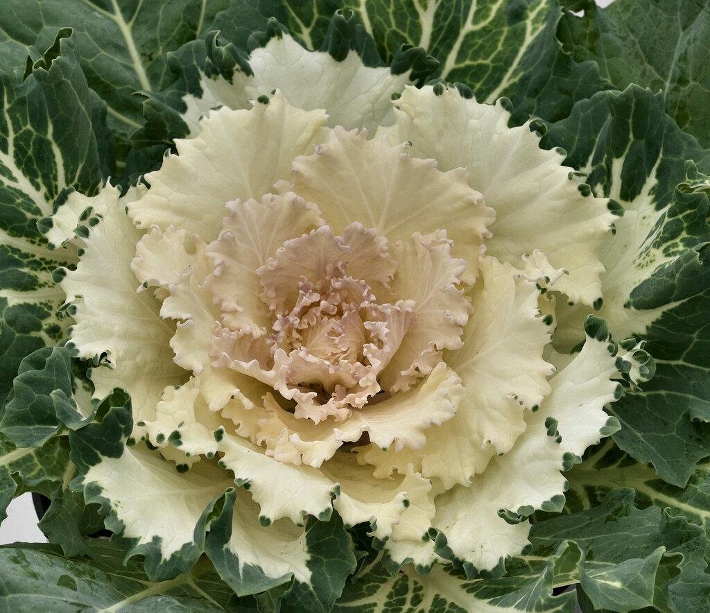Cabbage Osaka Iq White - View 13 from www redcrocus com