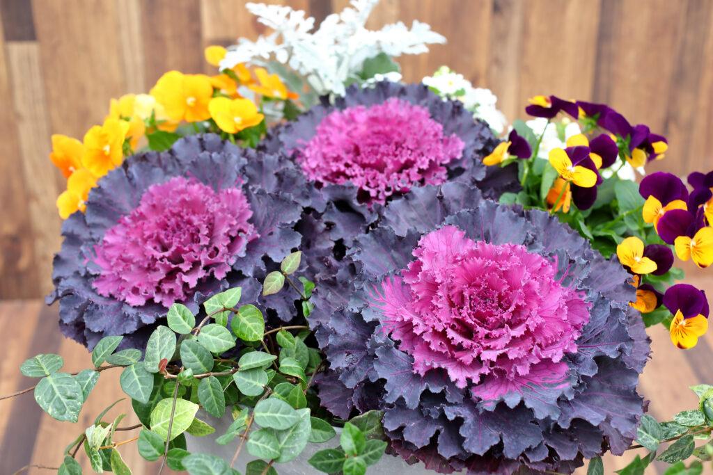Cabbage Osaka Iq White - View 14 from www redcrocus com
