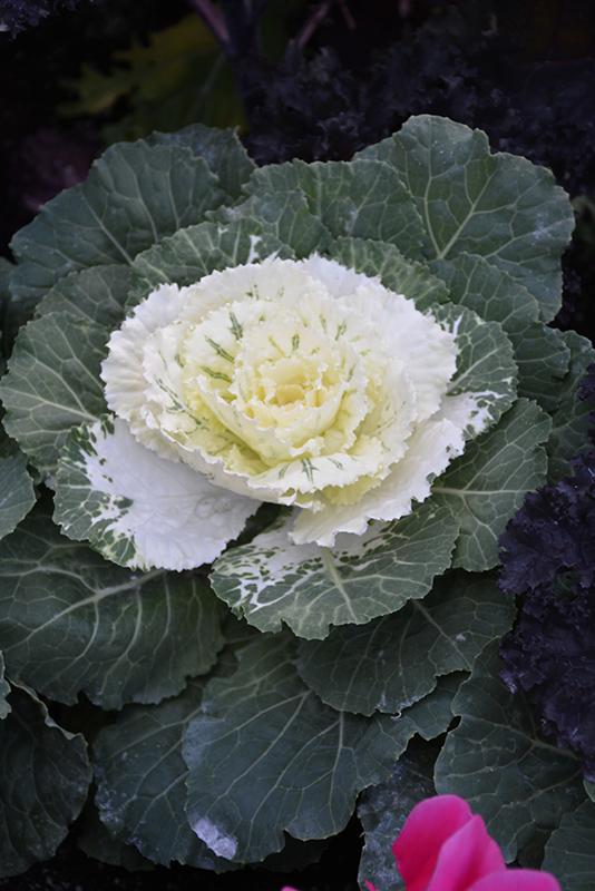 Cabbage Osaka Iq White - View 15 from www redcrocus com