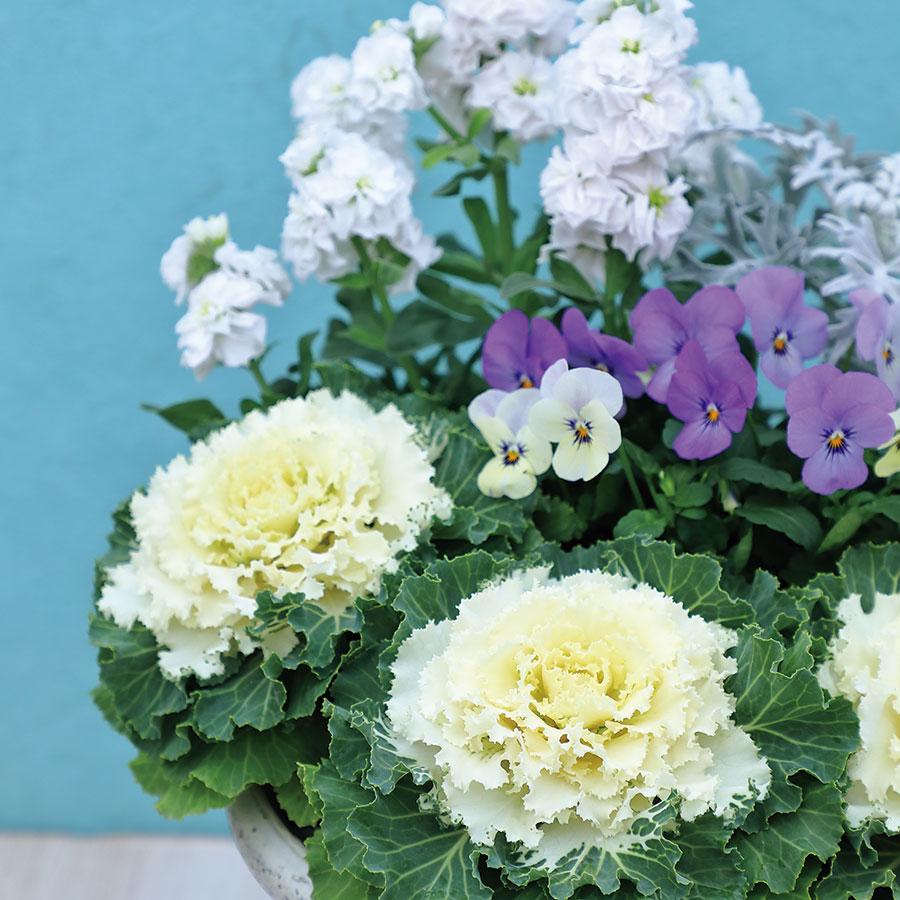 Cabbage Osaka Iq White - View 16 from www redcrocus com