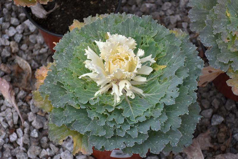 Cabbage Osaka Iq White - View 17 from www redcrocus com