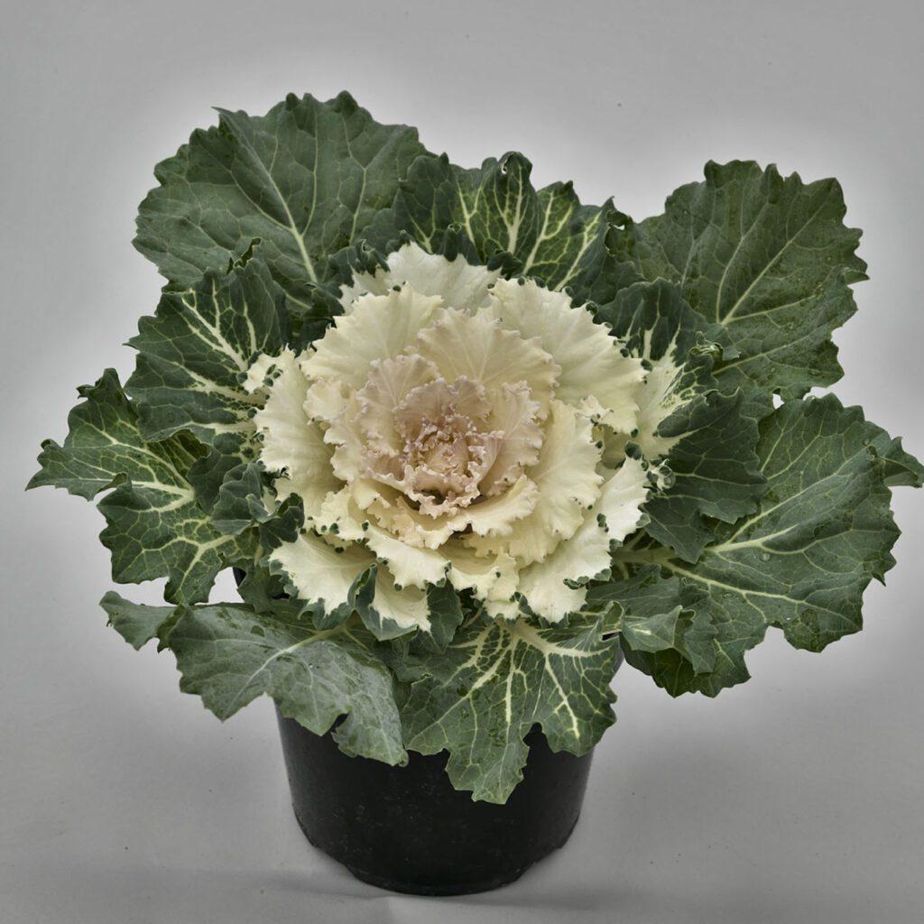 Cabbage Osaka Iq White - View 18 from www redcrocus com
