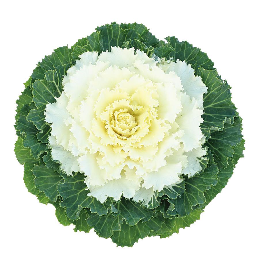 Cabbage Osaka Iq White - View 1 from www redcrocus com