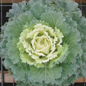 Cabbage Osaka Iq White - View 2 from www redcrocus com