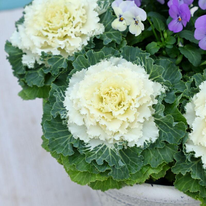 Cabbage Osaka Iq White - View 3 from www redcrocus com