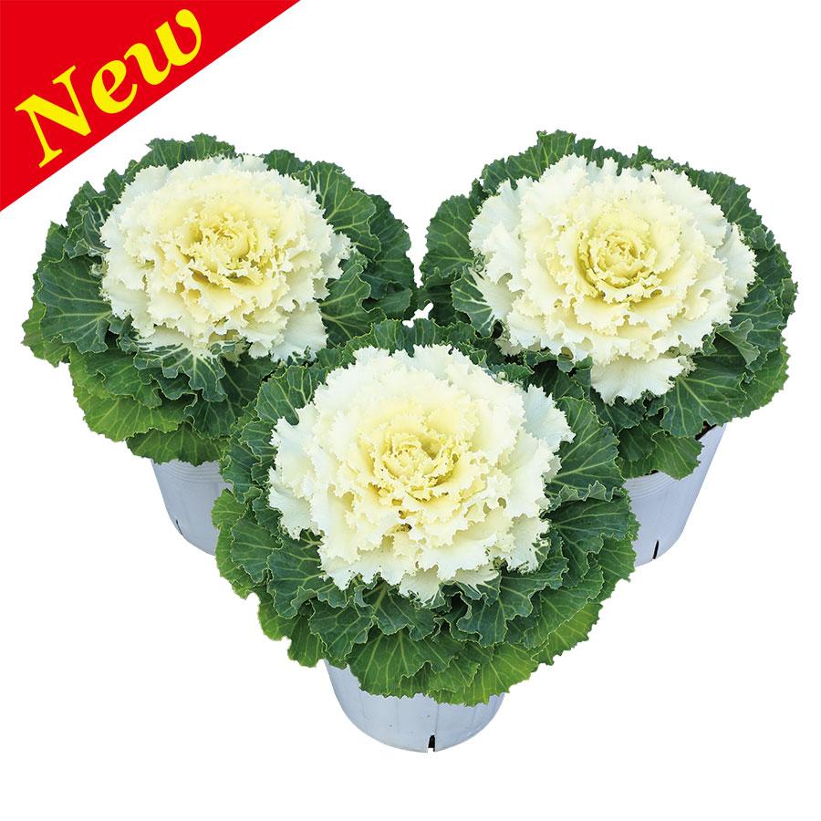 Cabbage Osaka Iq White - View 4 from www redcrocus com