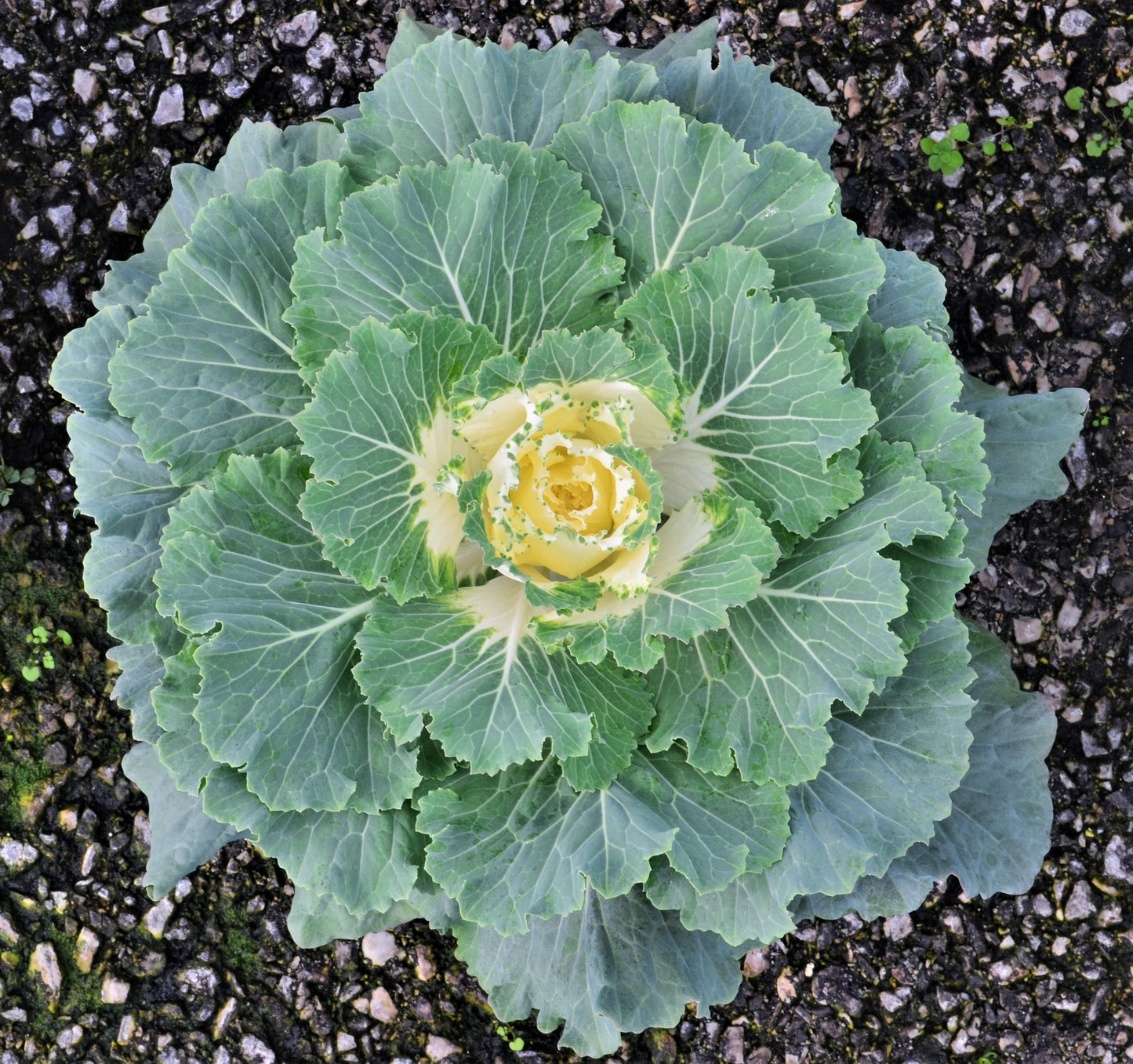 Cabbage Osaka Iq White - View 5 from www redcrocus com