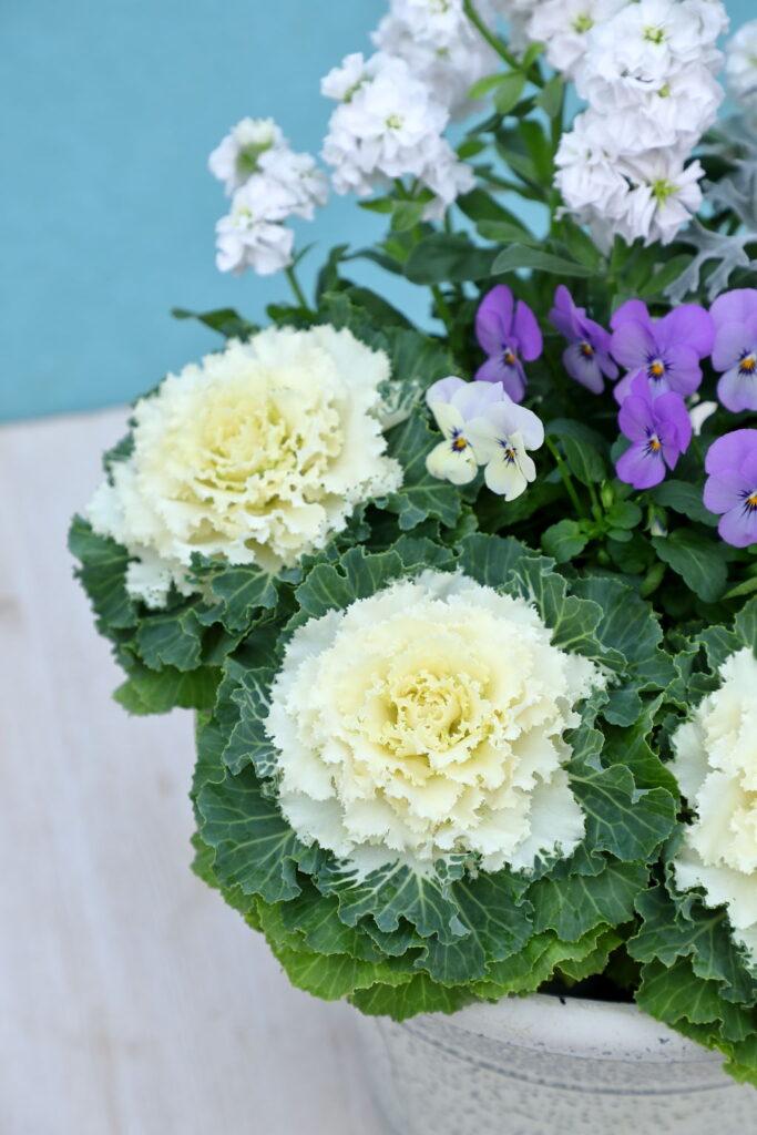 Cabbage Osaka Iq White - View 6 from www redcrocus com