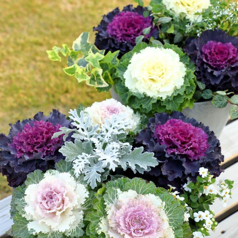 Cabbage Osaka Iq White - View 7 from www redcrocus com