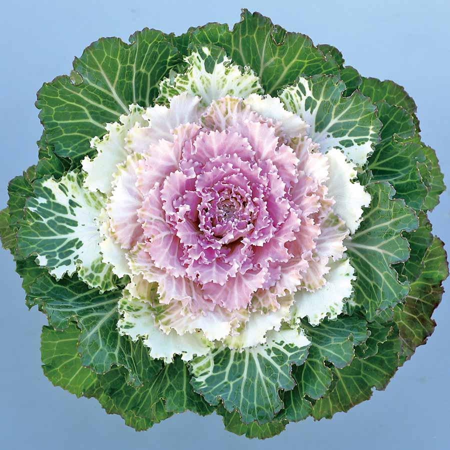 Cabbage Osaka Iq White - View 8 from www redcrocus com