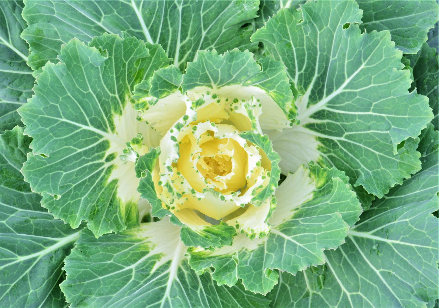 Cabbage Osaka Iq White - View 9 from www redcrocus com