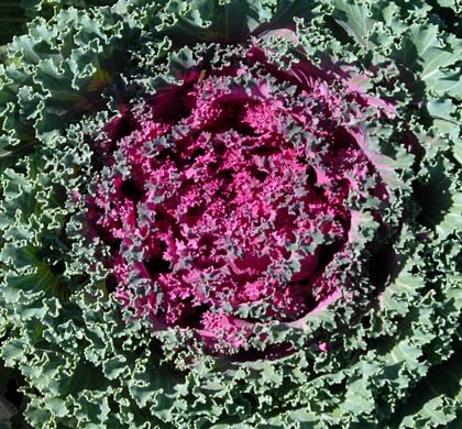 Kale Nagoya Red - View 10 from www redcrocus com