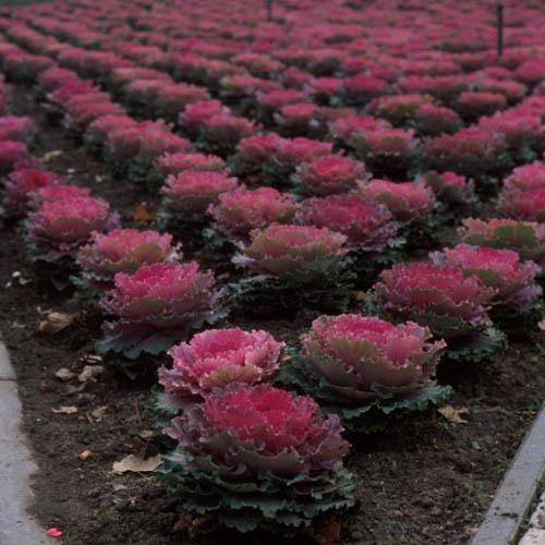 Kale Nagoya Red - View 11 from www redcrocus com