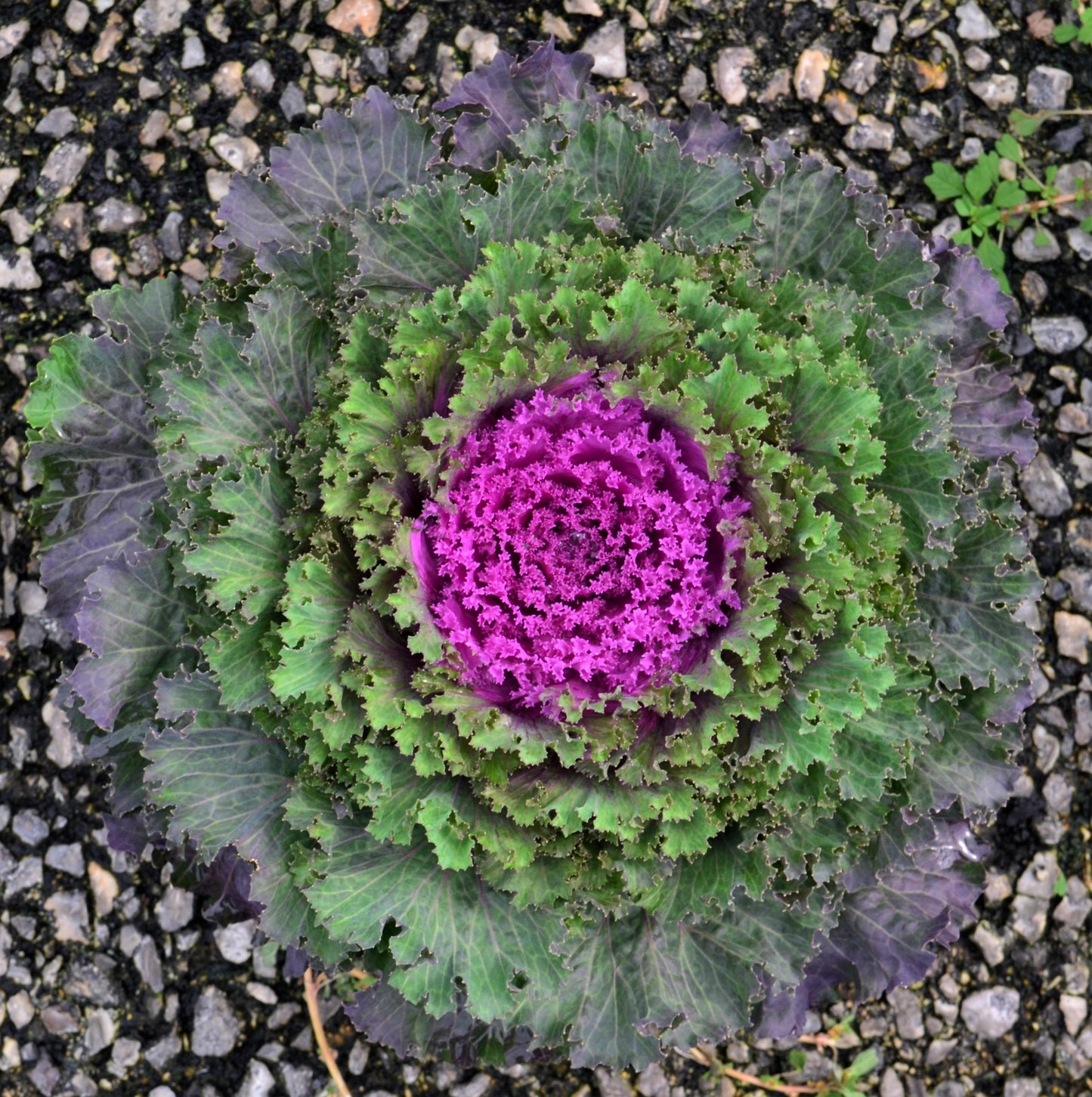 Kale Nagoya Red - View 12 from www redcrocus com
