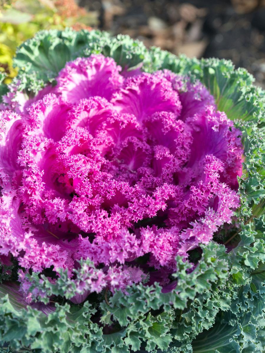 Kale Nagoya Red - View 14 from www redcrocus com