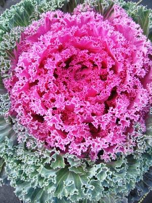 Kale Nagoya Red - View 15 from www redcrocus com