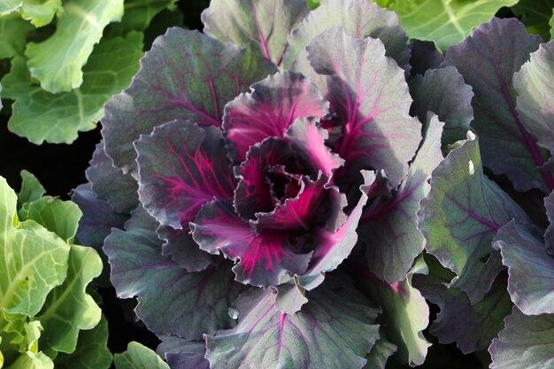 Kale Nagoya Red - View 17 from www redcrocus com
