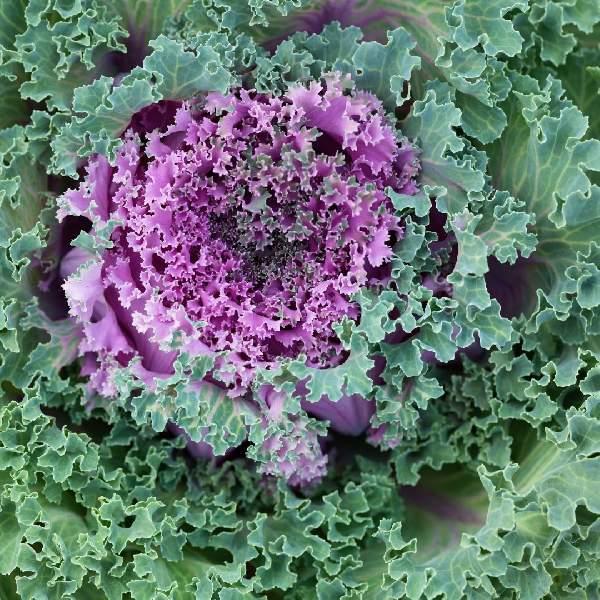 Kale Nagoya Red - View 18 from www redcrocus com