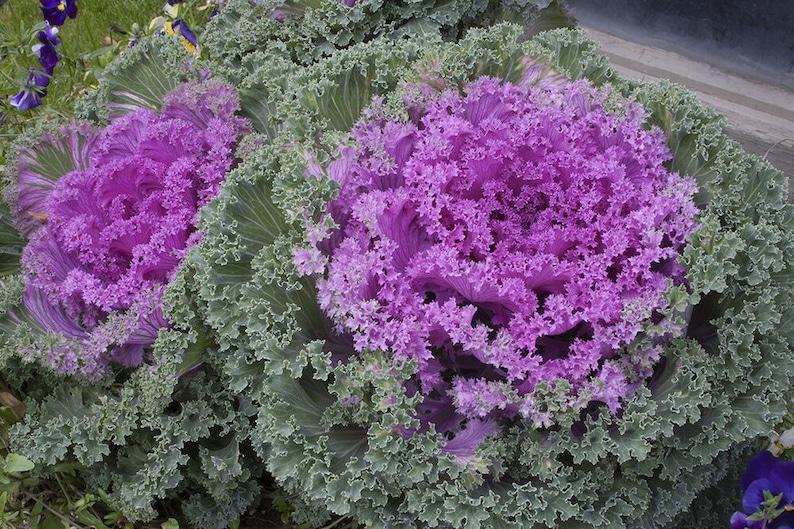 Kale Nagoya Red - View 19 from www redcrocus com