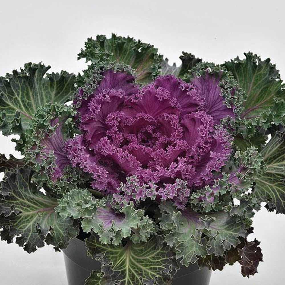 Kale Nagoya Red - View 2 from www redcrocus com