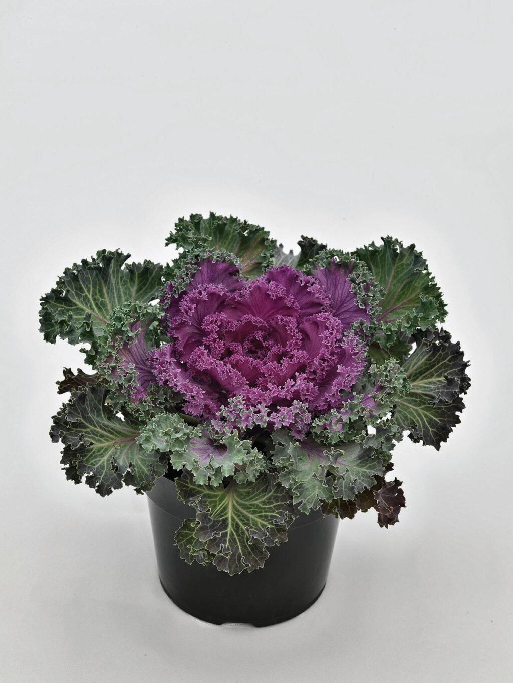 Kale Nagoya Red - View 3 from www redcrocus com