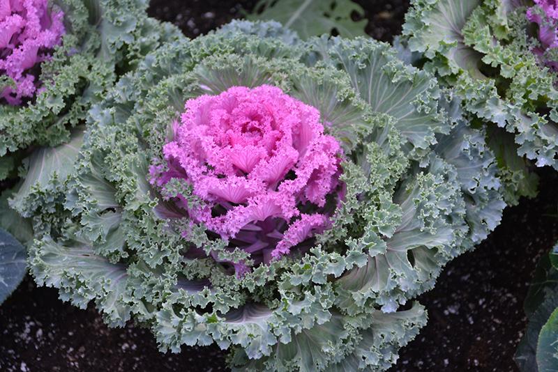 Kale Nagoya Red - View 4 from www redcrocus com
